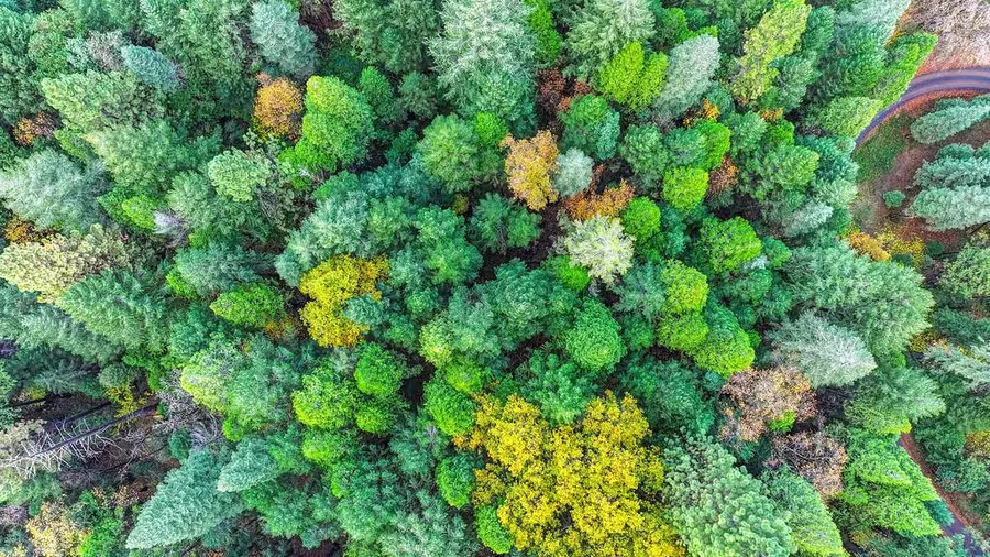 0 17534 Lightfoot Way, Nevada City, CA 95959 - Image #2