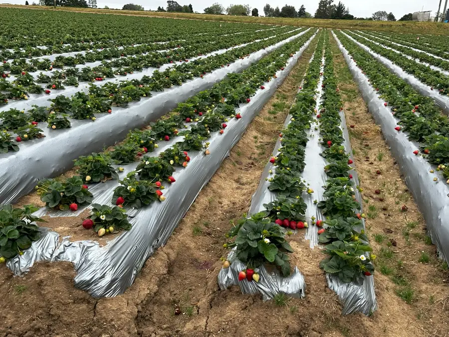 581 San Juan Grade Road, Salinas, CA 93907 - Image #2