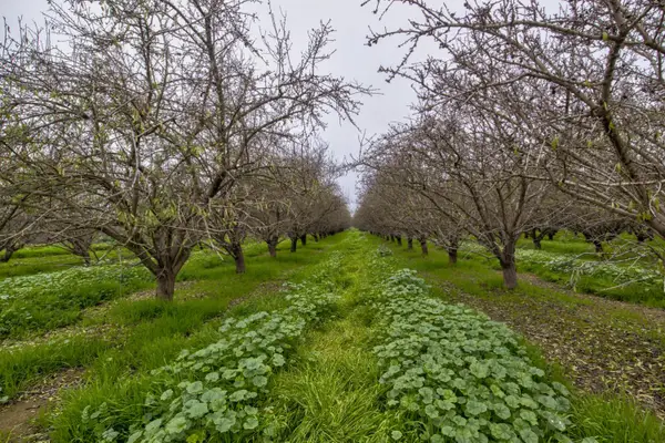 0 Ave 48 & Rd 164, Earlimart, CA 93219