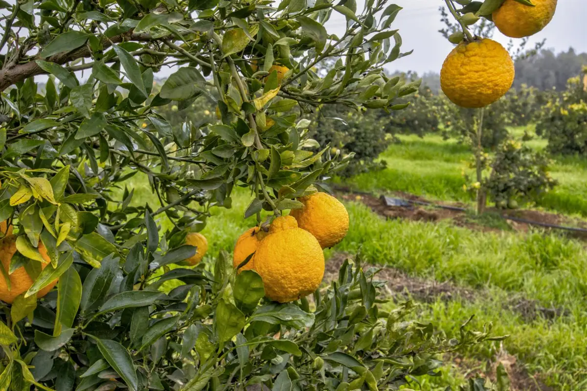 0 Rd 224 & 182, Porterville, CA 93257 - Image #1