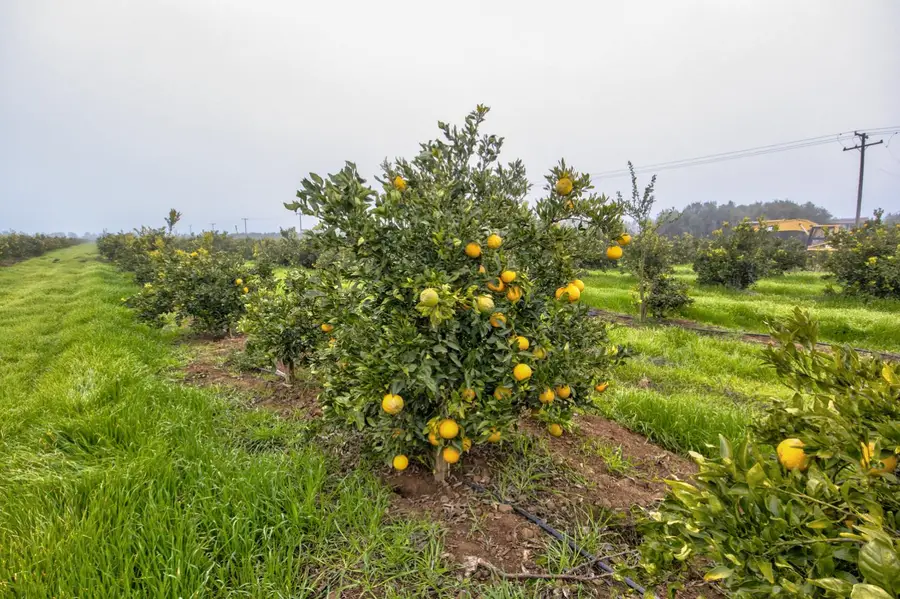 0 Rd 224 & 182, Porterville, CA 93257 - Image #2