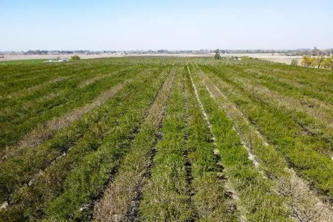 0 Lacey Boulevard, Lemoore, CA 93245 - Image #2