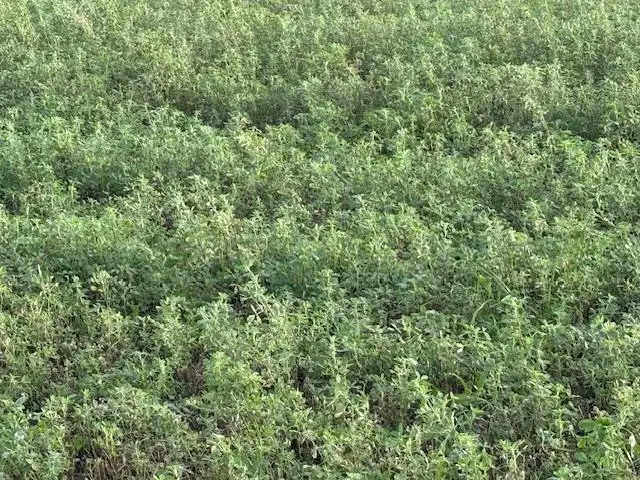 1430 Walnut Ave., Patterson, CA 95363 - Image #3