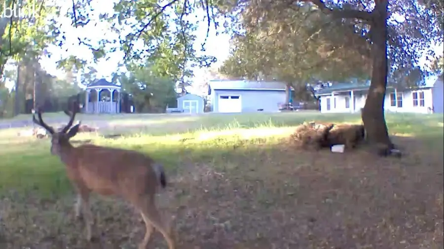 17550 Lueders Court, Fiddletown, CA 95629 - Image #2