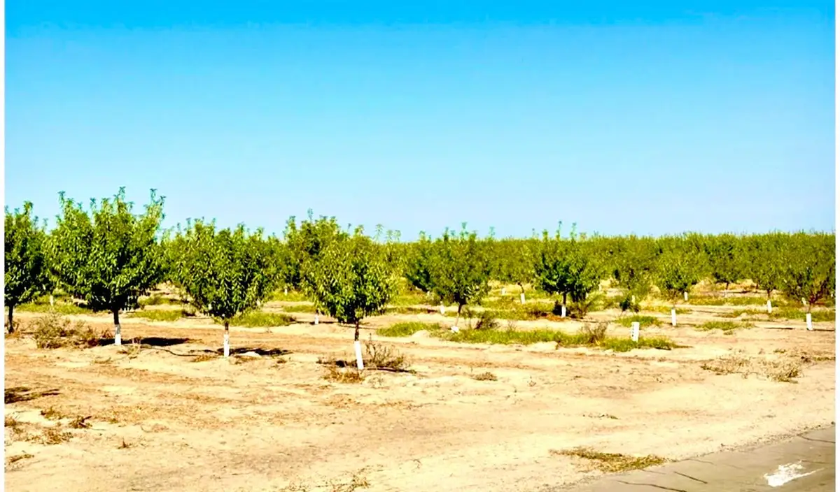 11716 S Cornelia Avenue, Caruthers, CA 93609 - Image #1