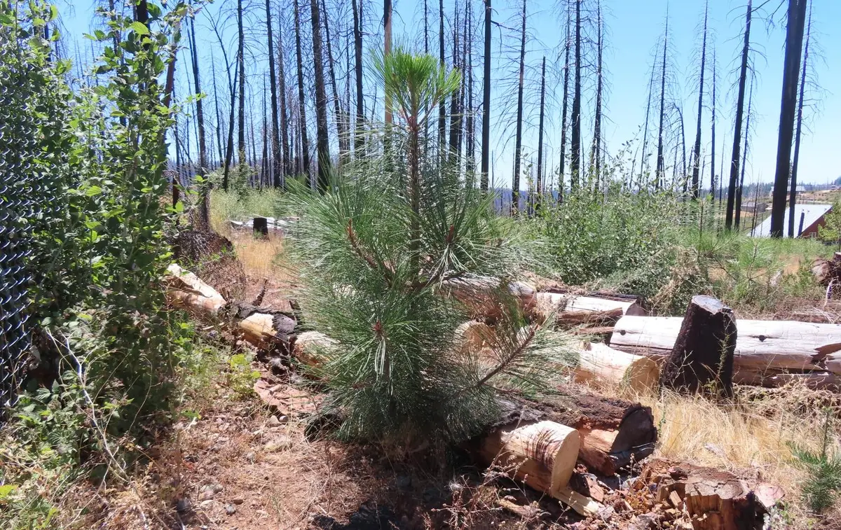 4817 Sciaroni Road, Grizzly Flats, CA 95636 - Image #1