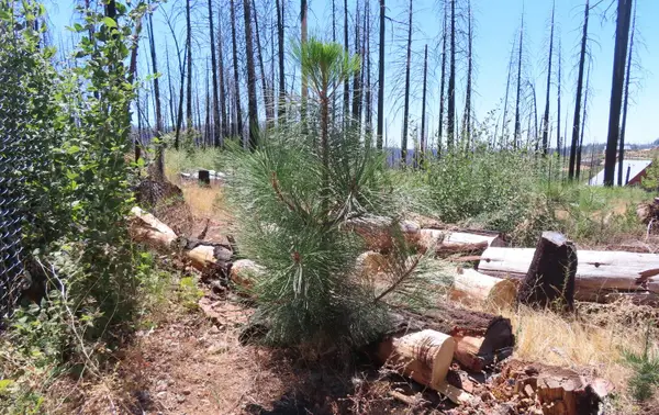 4817 Sciaroni Road, Grizzly Flats, CA 95636