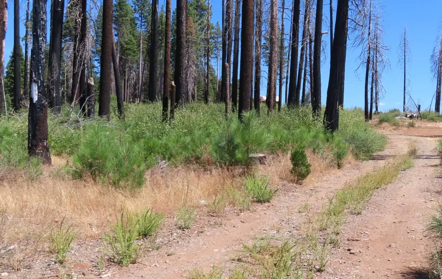 4817 Sciaroni Road, Grizzly Flats, CA 95636 - Image #3