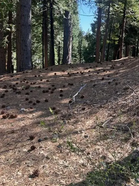 2179 Navajo, Arnold, CA 95223 - #2