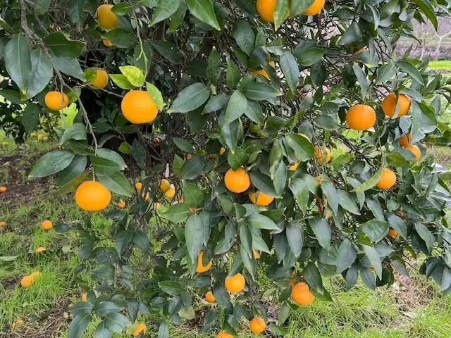 27436 County Road 91a, Winters, CA 95694 - Image #2