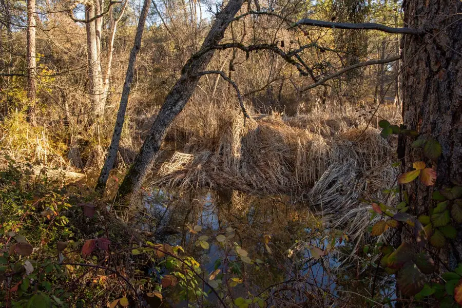 574 Higdon Spink Cutoff, West Point, CA 95255 - #3