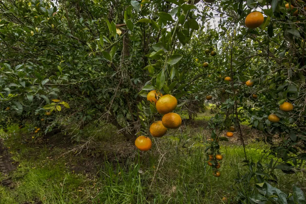 0 Road 208, Porterville, CA 93257 - #1