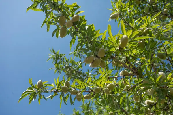 8972 Palermo Honcut Highway, Oroville, CA 95966