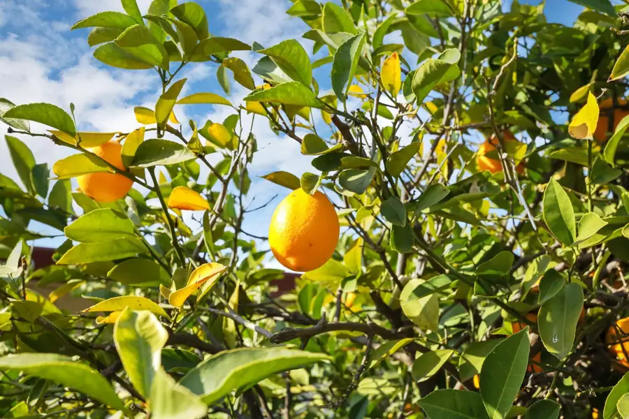 2816 Otto Drive, Stockton, CA 95209 - #3