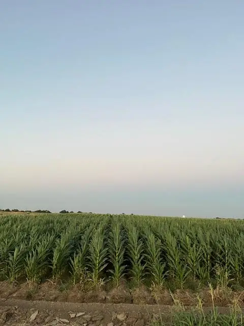 19366 S Lammers Road, Tracy, CA 95304