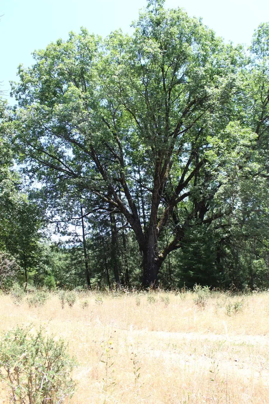 901 Bald Mountain Road, West Point, CA 95255 - #3