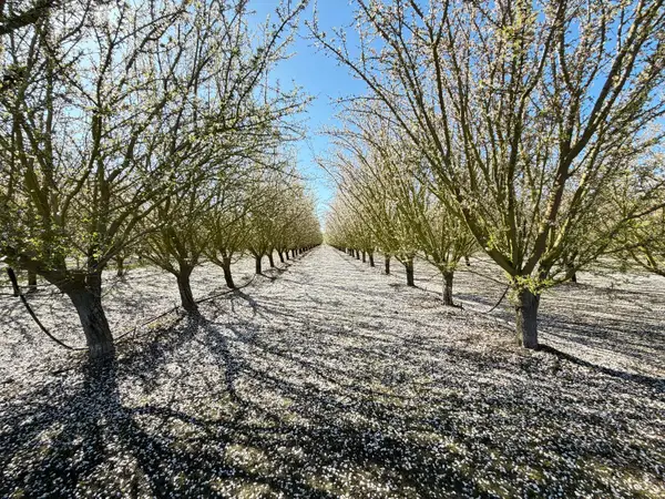 7520 W Howard Road, Stockton, CA 95206