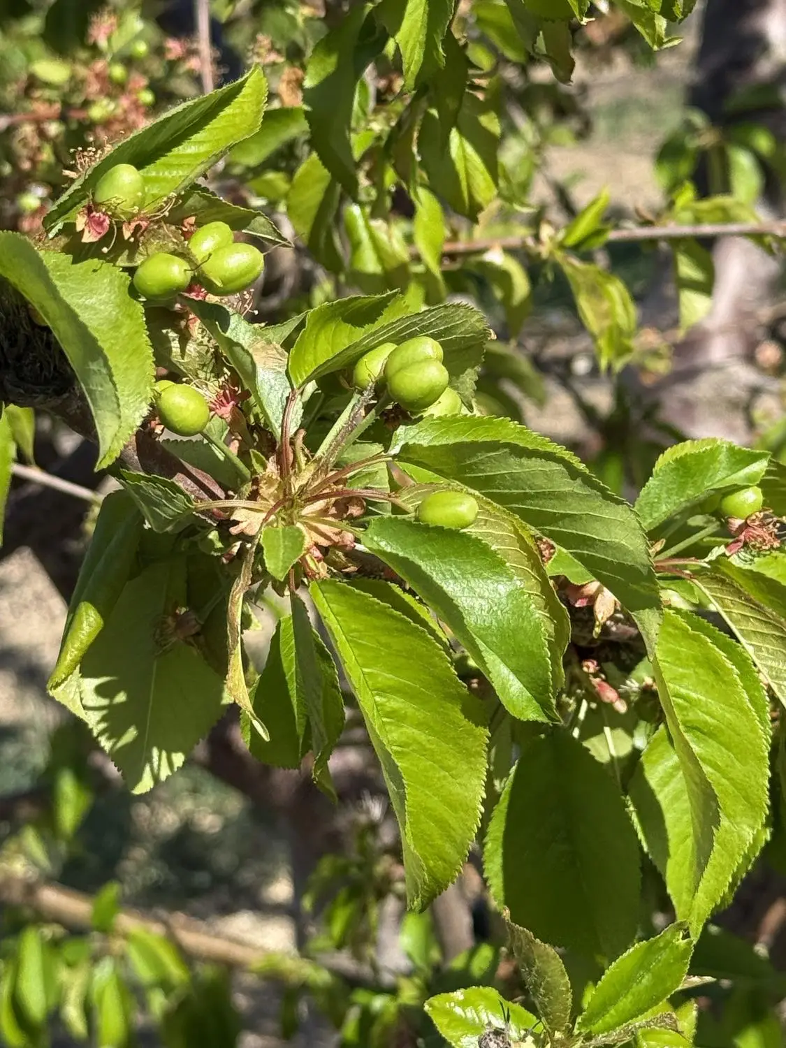 1424 Eucalyptus Avenue, Patterson, CA 95363 - #1