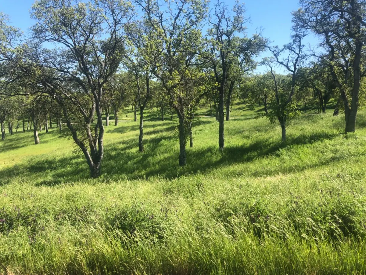 367 Knolls Drive, Copperopolis, CA 95228 - #1