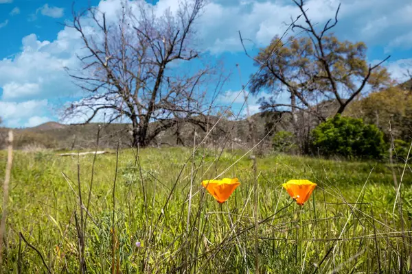 540 Music Gulch Road, Mokelumne Hill, CA 95245