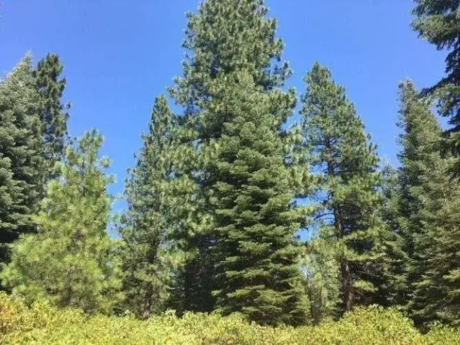 75 Fox Peak Drive, Westwood, CA 96137 - #1