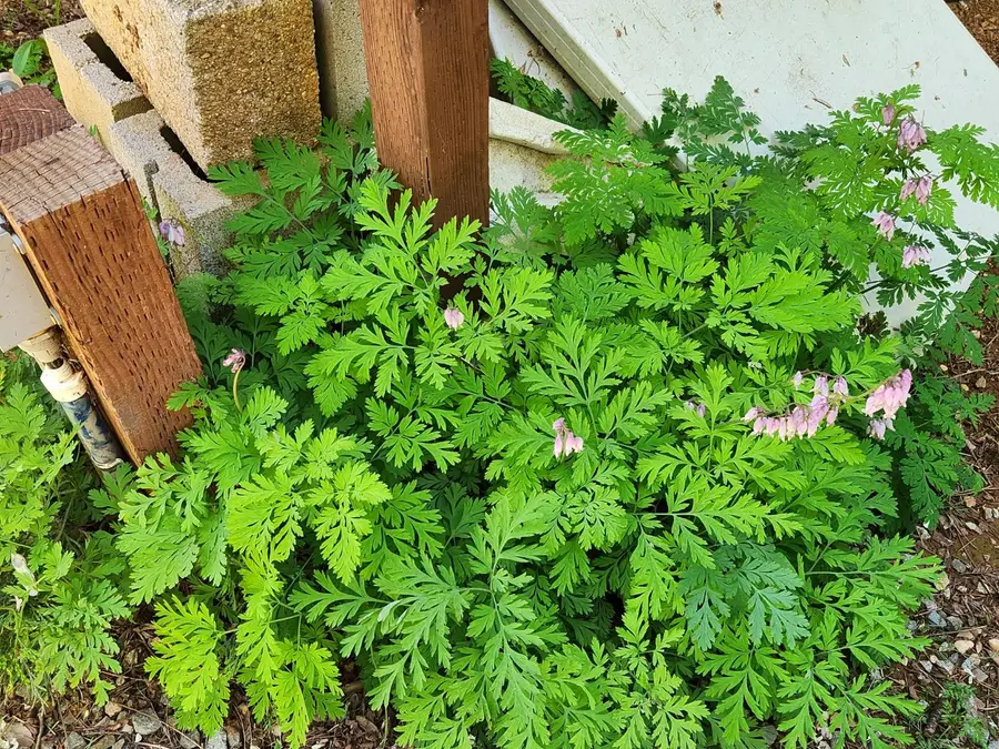 15305 Cleveland Avenue, Camptonville, CA 95922 - #2