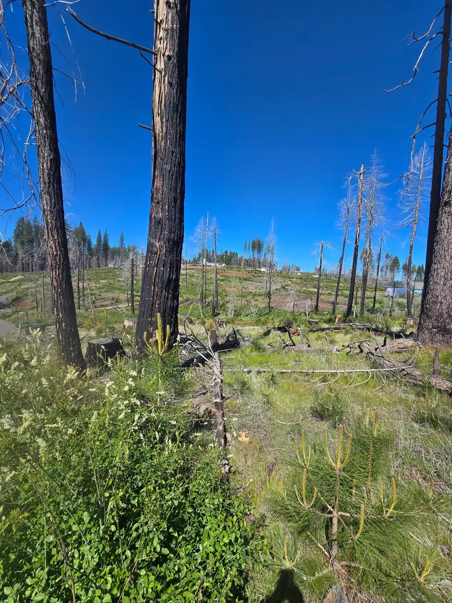 5217 Golden Aspen, Grizzly Flats, CA 95636 - #3