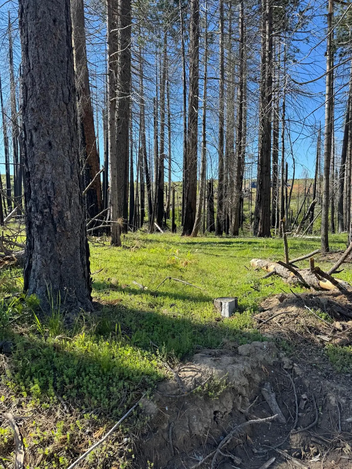 7601 Forest Glen Drive, Grizzly Flats, CA 95636 - #1
