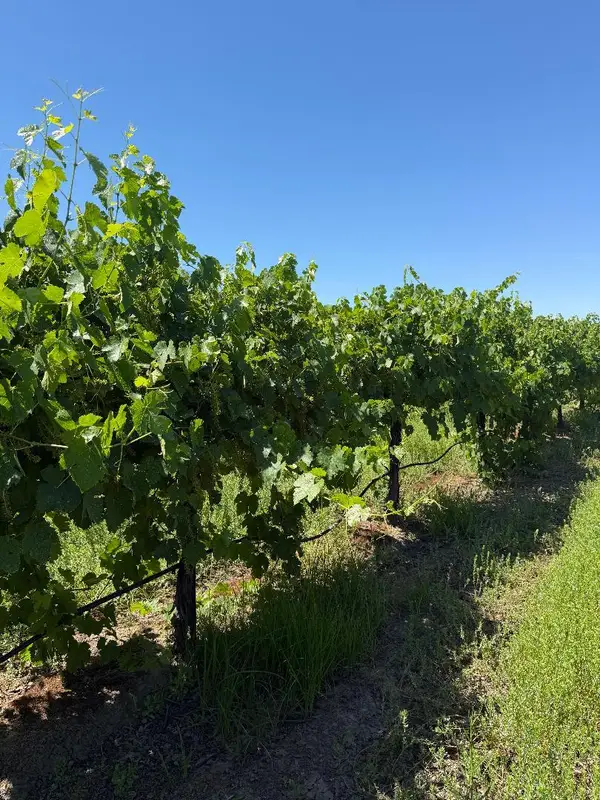 0 Walnut Grove Road, Thornton, CA 95686