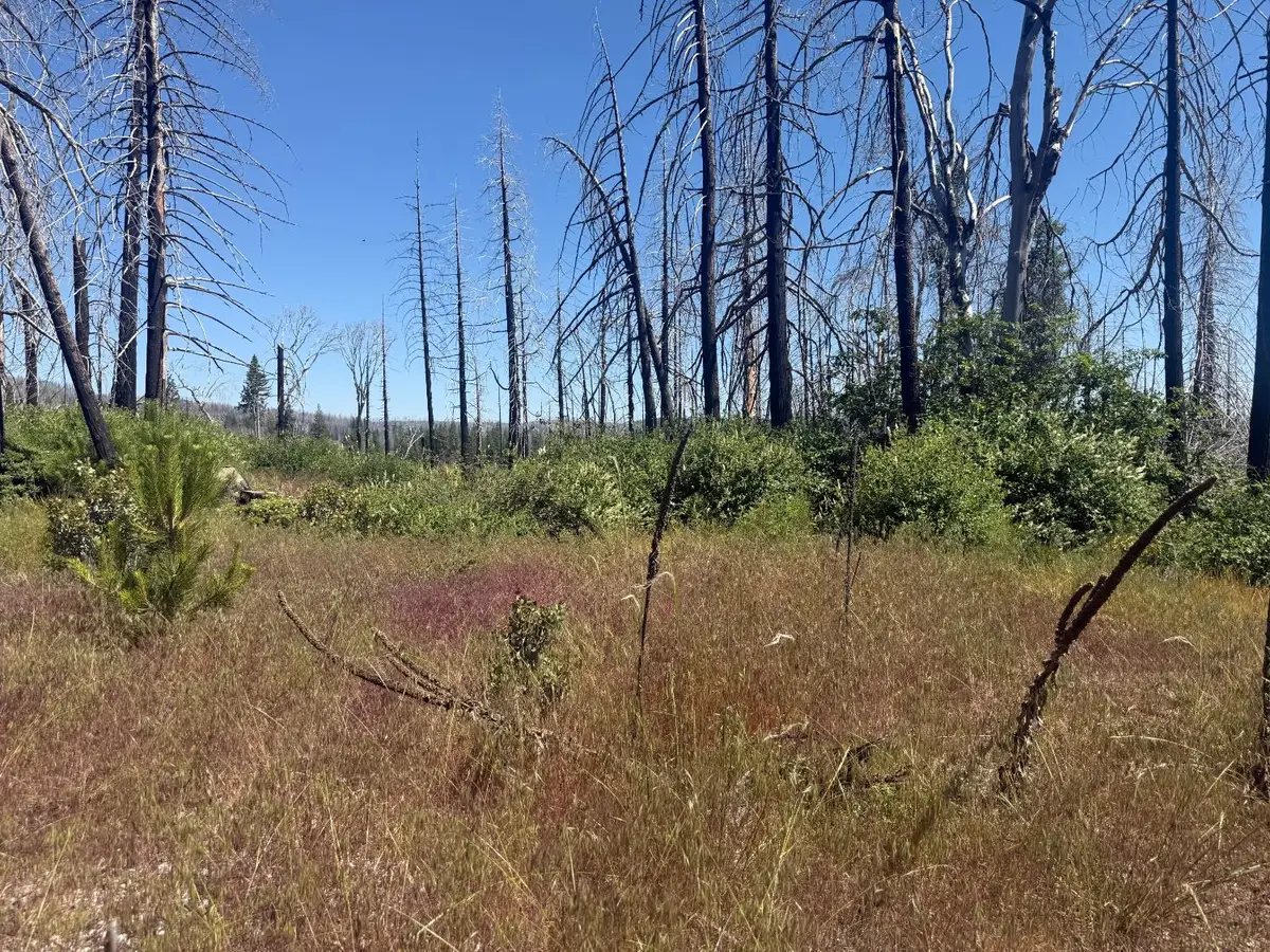 7350 S View Drive, Grizzly Flats, CA 95636 - #1