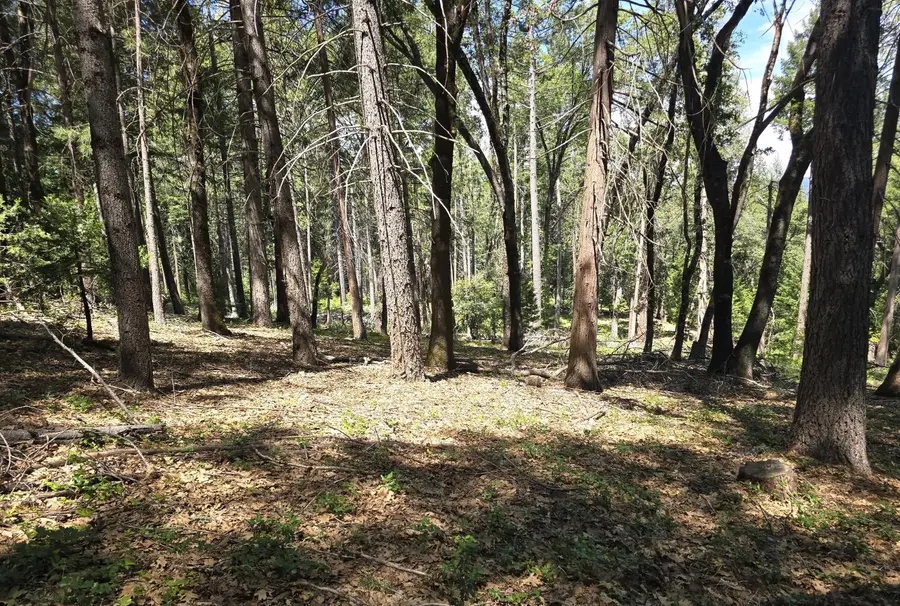 14599 Tumbling Creek, Nevada City, CA 95959 - #2