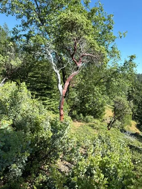 1088 Greensboro Way, Arnold, CA 95223 - #3
