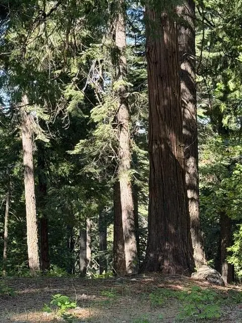 1619 Shoshone, Dorrington, CA 95223 - #3