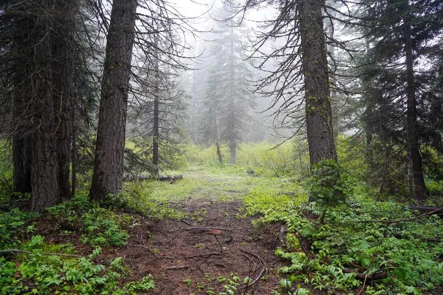 19498 Marsh Mill Road, Nevada City, CA 95959 - #3