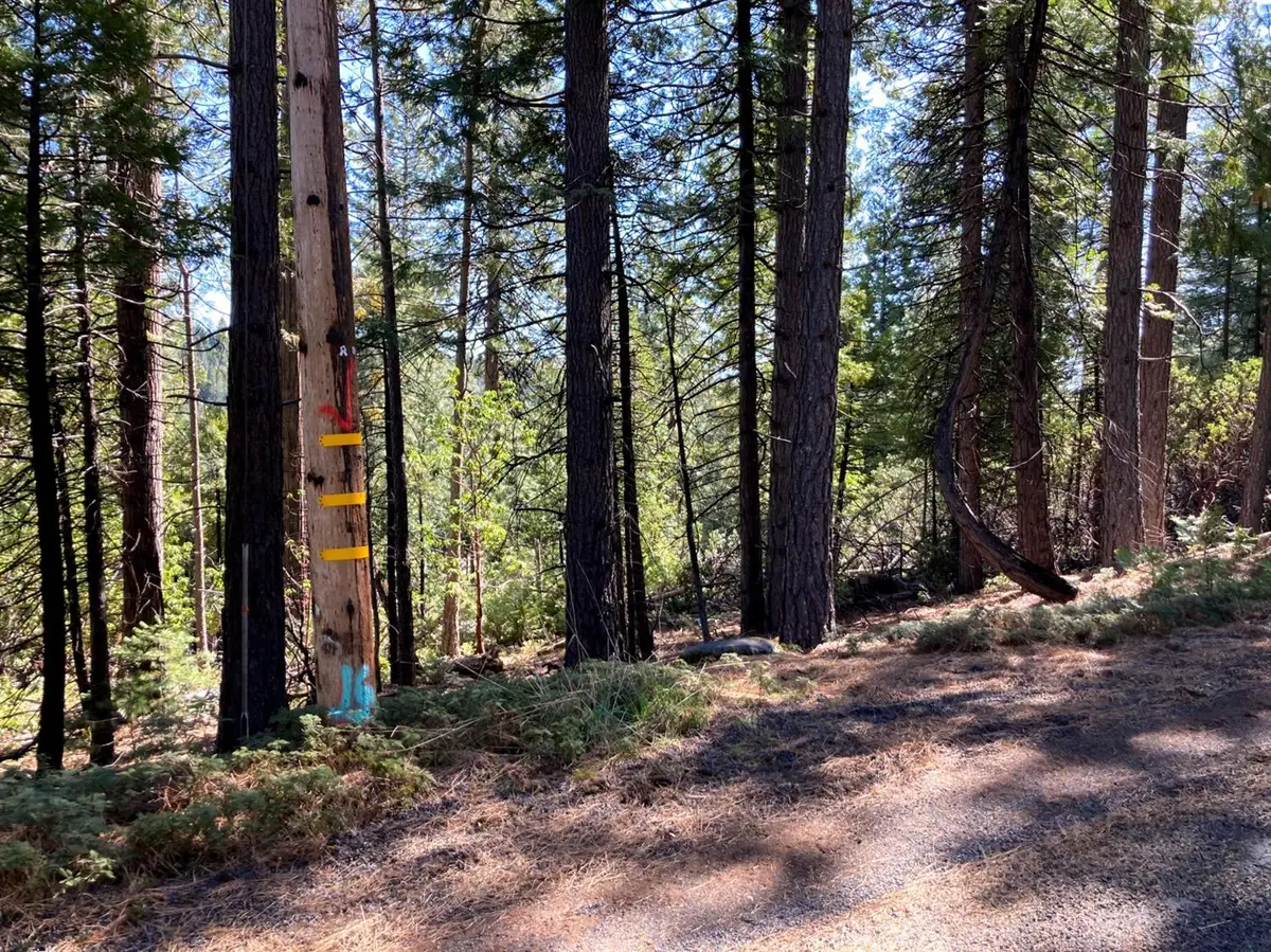 26584 Spring Road, Pioneer, CA 95666 - #1