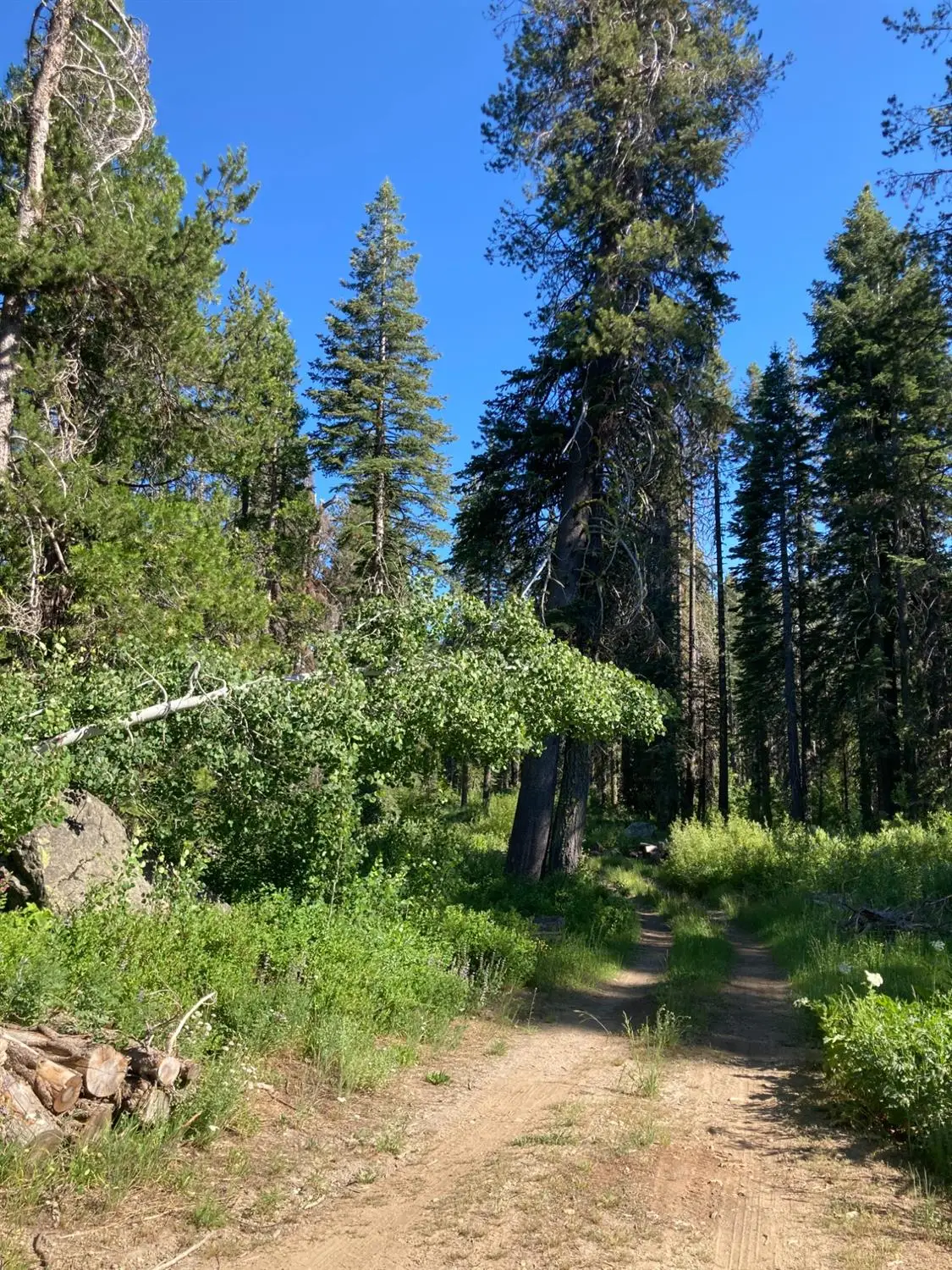 180 Bucks Meadow Drive, Bucks Lake, CA 95971 - #1
