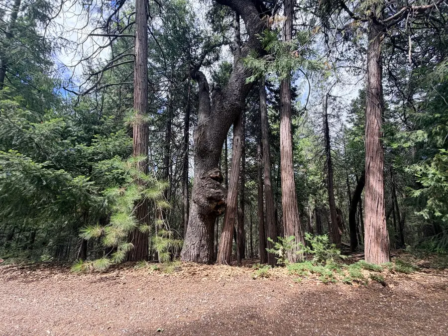 5 Debron Court, Pollock Pines, CA 95726 - #3