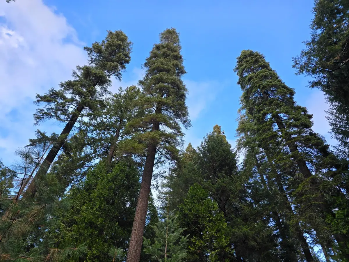 0 Blair Road, Pollock Pines, CA 95726 - #1