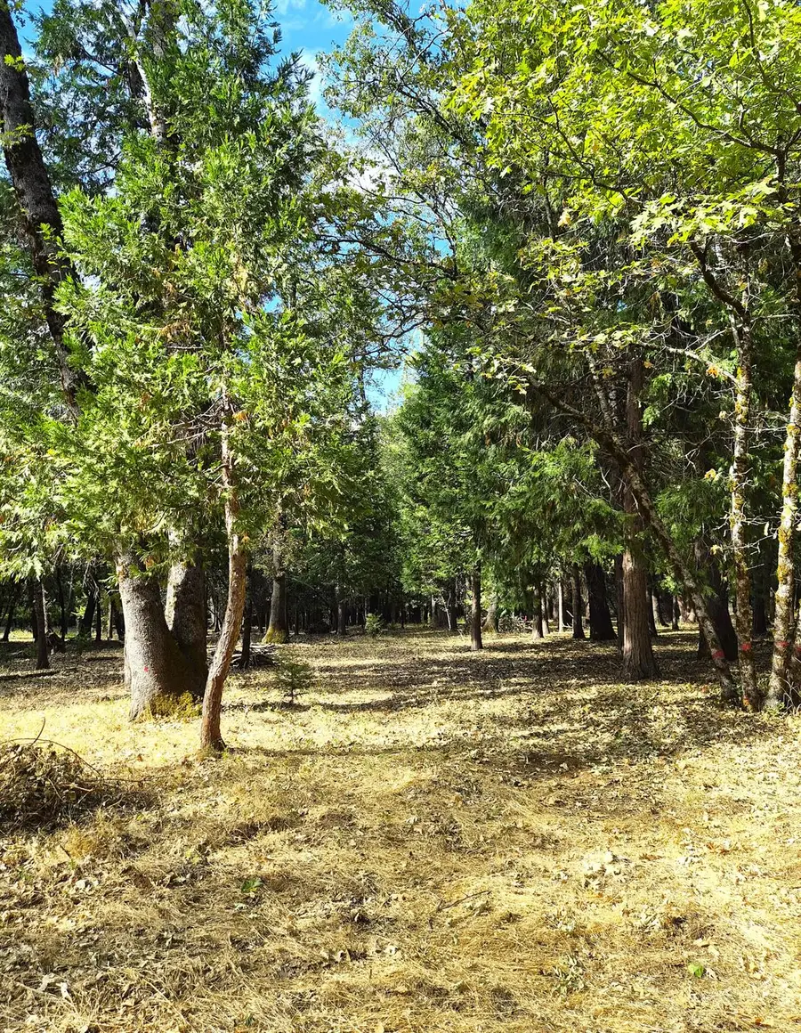 13117 Madrone Forest Drive, Nevada City, CA 95959 - #3