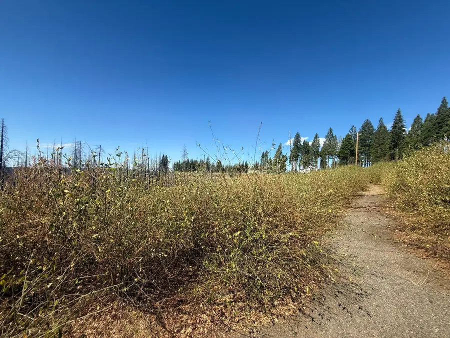 7329 South View Drive, Grizzly Flats, CA 95636 - #3