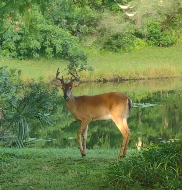 1656 Riveredge Road, Oviedo, FL 32766 - Image #3