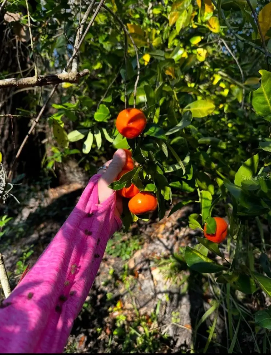 5011 249th St Street E, Myakka City, FL 34251 - #1