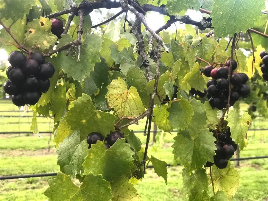 19600 E State Road 64, Bradenton, FL 34212 - Image #2