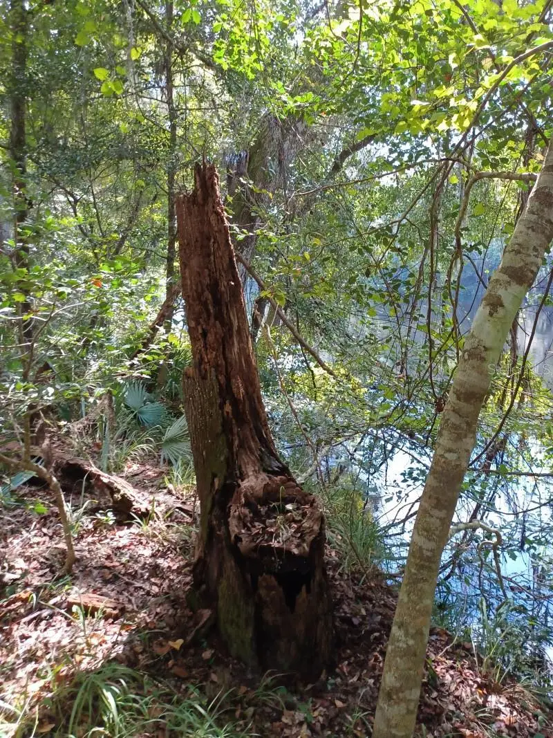 SW Dragon Way, Jasper, FL 32052 - #2