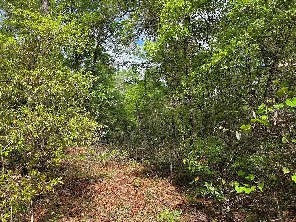 Lots 4 & 5 NW 56th Street, Chiefland, FL 32626 - #1