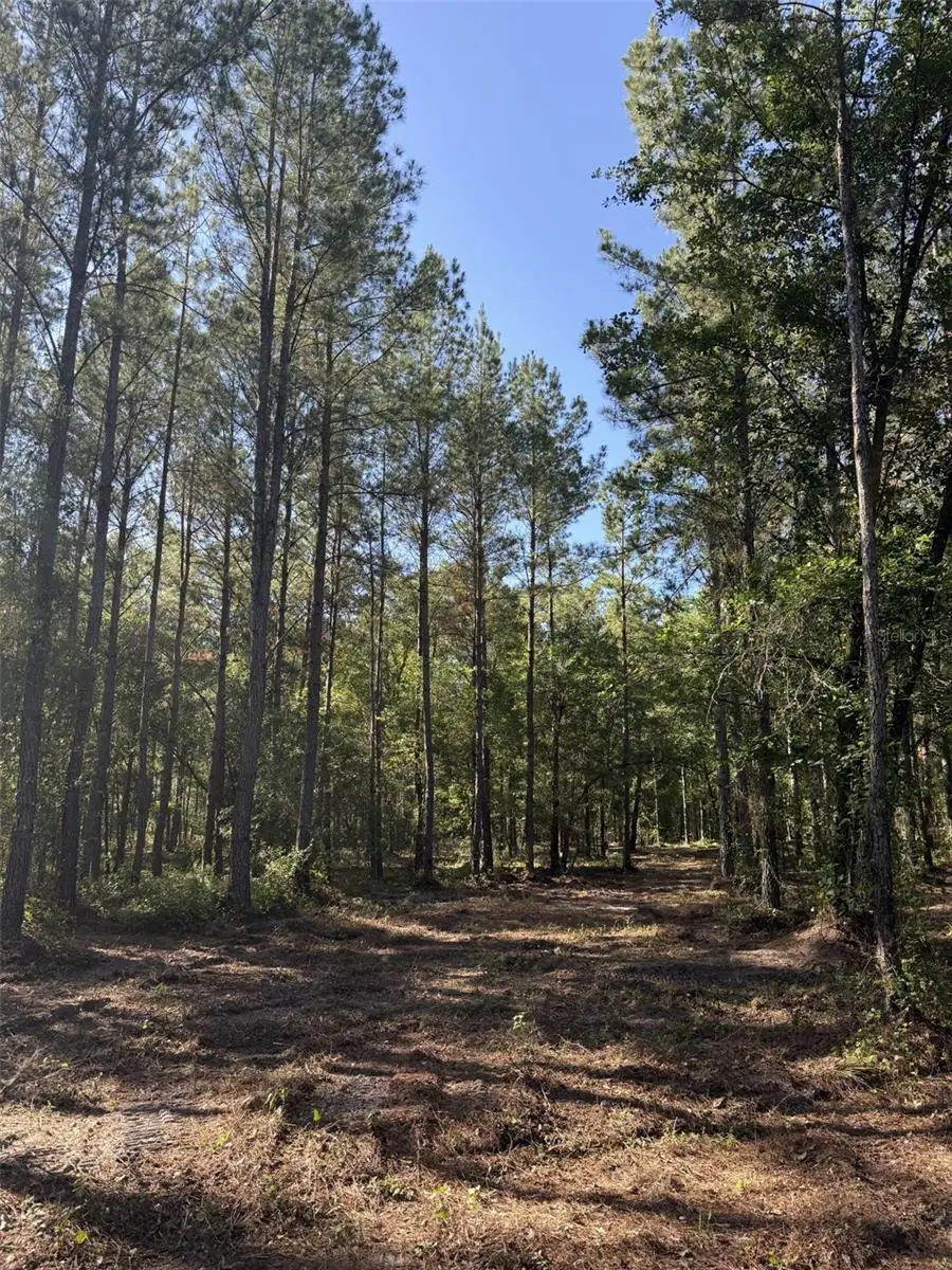 Ne198th Ave, Lake Butler, FL 32054 - #3