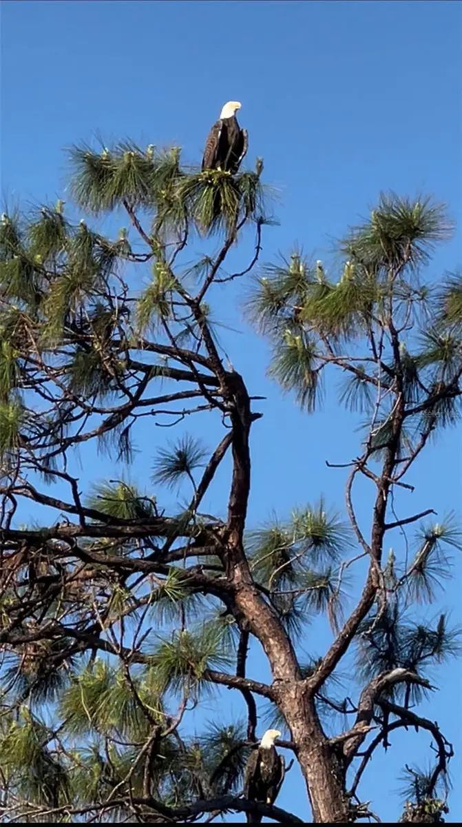 11877 Van Loon Avenue, Port Charlotte, FL 33981 - Image #2