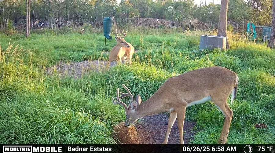 Black Burn Road, Naples, FL 34117 - #3