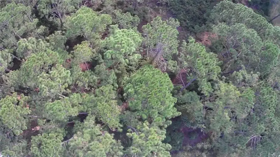 105 Pine Cone Drive, Georgetown, FL 32139 - Image #2