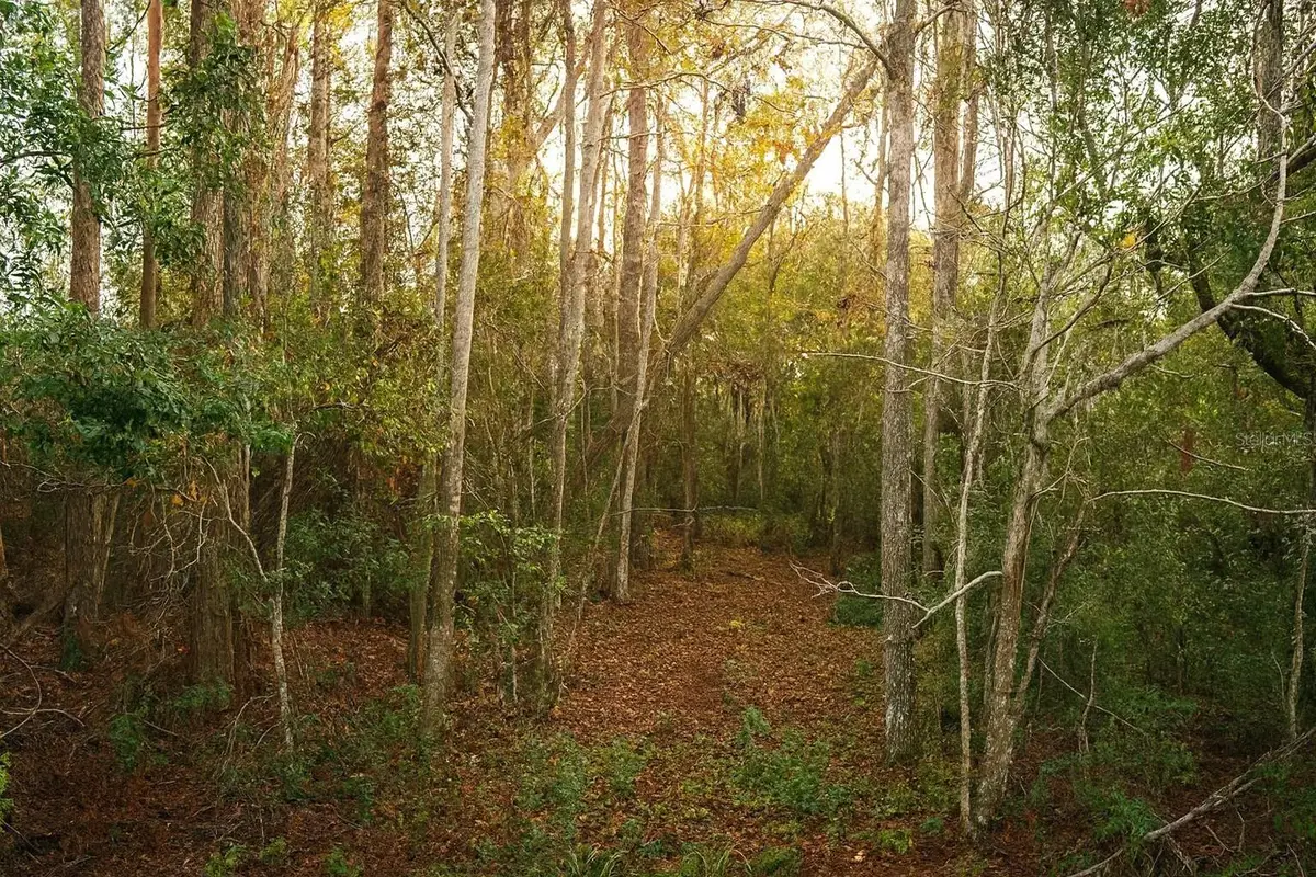 TBD Cr-48, Yalaha, FL 34797 - Image #1